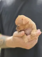 Orange, a male Chihuahua for sale in Camden, AR – 4 of 5