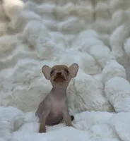 Whisper , a male Xoloitzcuintli and Chihuahua for sale in Camden, AR – 8 of 9
