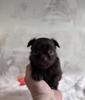 Cookie, a male Chihuahua and Brussels Griffon for sale in Benton, PA – Photo 7 of 7