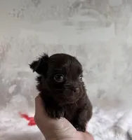 Cookie, a male Chihuahua and Brussels Griffon for sale in Benton, PA – Photo 4 of 7