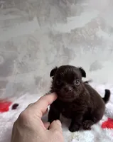 Cookie, a male Chihuahua and Brussels Griffon for sale in Benton, PA – Photo 2 of 7