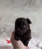 Cookie, a male Chihuahua and Brussels Griffon for sale in Benton, PA – Photo 5 of 7