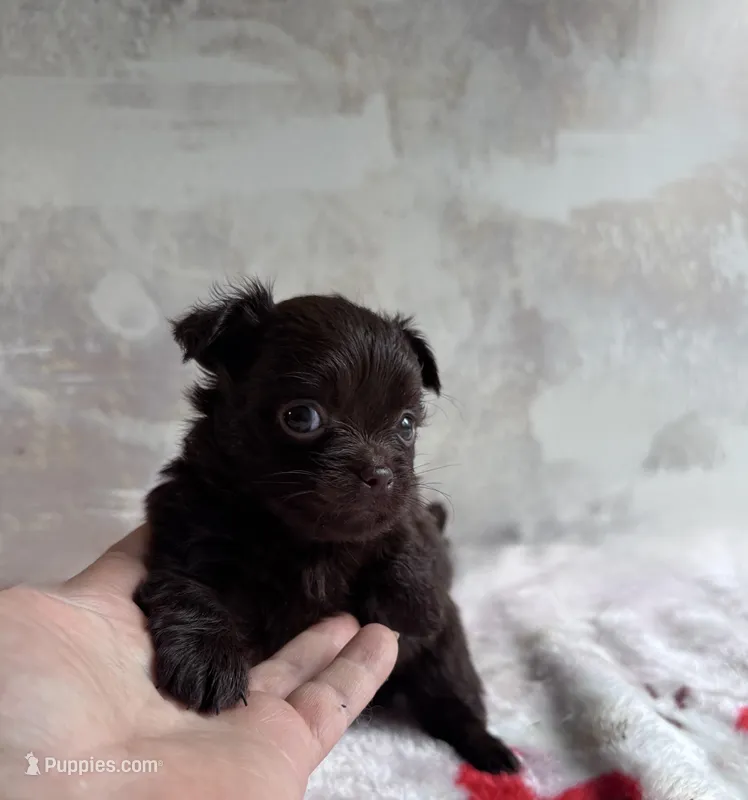 Cookie – Chihuahua, Brussels Griffon puppy on hold in Benton, PA