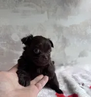 Cookie, a male Chihuahua and Brussels Griffon for sale in Benton, PA – Photo 1 of 7