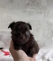 Cookie, a male Chihuahua and Brussels Griffon for sale in Benton, PA – Photo 3 of 7