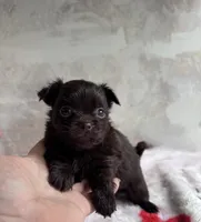 Cookie, a male Chihuahua and Brussels Griffon for sale in Benton, PA – Photo 6 of 7