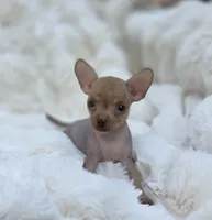 Whisper , a male Xoloitzcuintli and Chihuahua for sale in Camden, AR – 3 of 9
