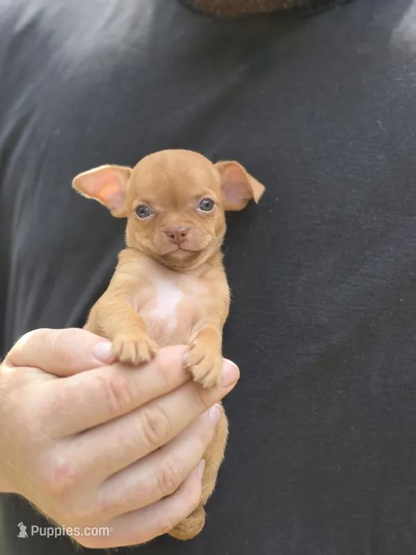 Orange – Chihuahua puppy for sale in Camden, AR