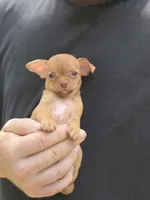 Orange, a male Chihuahua for sale in Camden, AR – 1 of 5