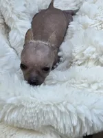 Cleo, a female Xoloitzcuintli and Chihuahua for sale in Camden, AR – 3 of 8