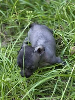 Yaretzi, a female Xoloitzcuintli and Chihuahua for sale in Camden, AR – 6 of 7