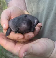 Midnight, a female Xoloitzcuintli and Chihuahua for sale in Camden, AR – 8 of 10
