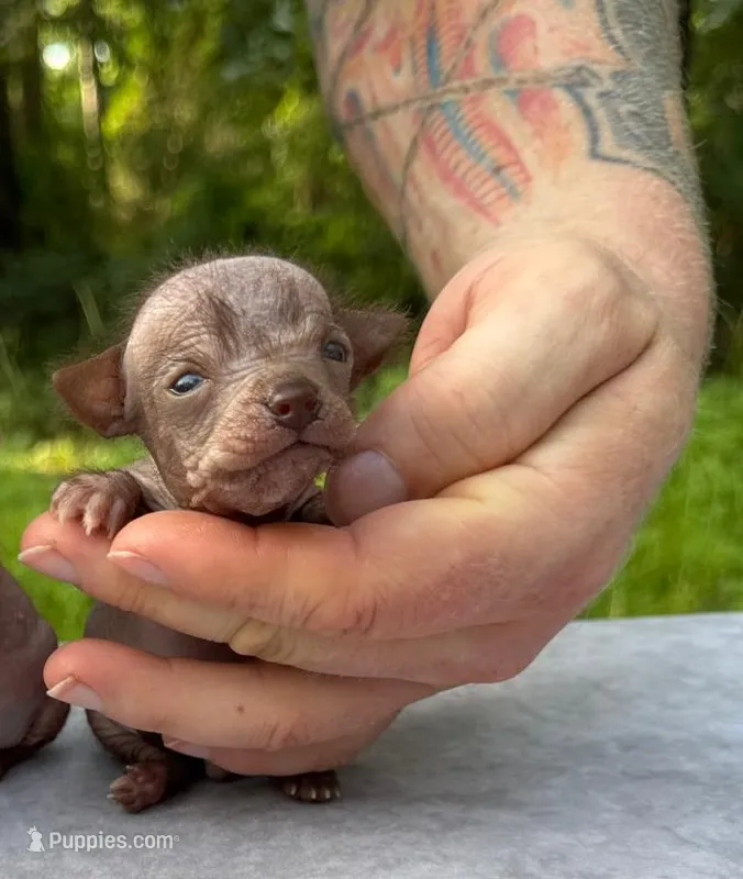 Xipil – Xoloitzcuintli, Chihuahua puppy for sale in Camden, AR