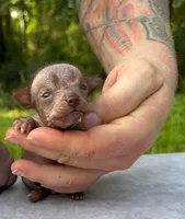 Xipil, a male Xoloitzcuintli and Chihuahua for sale in Camden, AR – 1 of 4