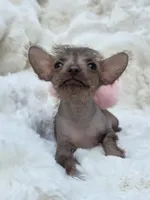 Diva, a female Xoloitzcuintli and Chihuahua for sale in Camden, AR – 3 of 9
