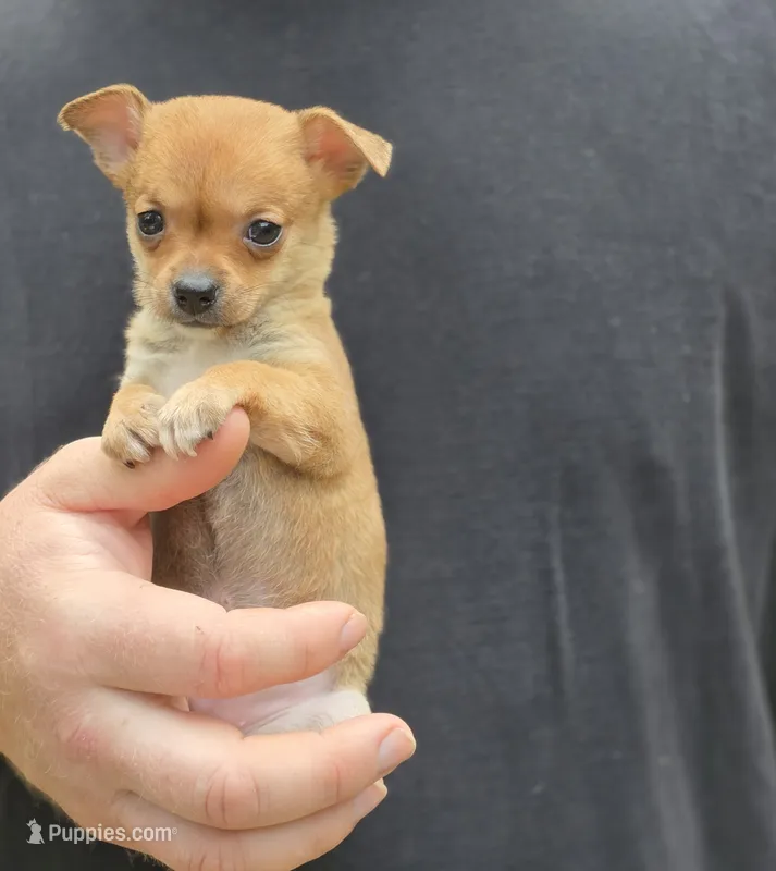 Bella  – Chihuahua puppy for sale in Camden, AR