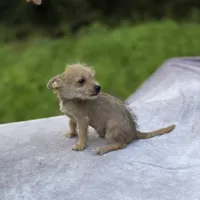 Chewbacca, a male Chihuahua and Chinese Crested for sale in Camden, AR – 6 of 10