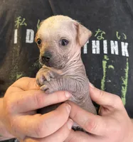 Ramstein, a male Xoloitzcuintli and Chihuahua for sale in Benton, PA – Photo 2 of 10
