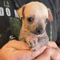 Ramstein, a male Xoloitzcuintli and Chihuahua for sale in Benton, PA – Photo 7 of 10