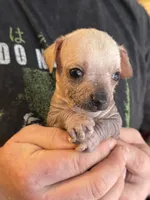 Ramstein, a male Xoloitzcuintli and Chihuahua for sale in Benton, PA – Photo 7 of 10