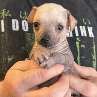 Ramstein, a male Xoloitzcuintli and Chihuahua for sale in Benton, PA – Photo 4 of 10