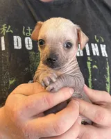 Ramstein, a male Xoloitzcuintli and Chihuahua for sale in Benton, PA – Photo 4 of 10
