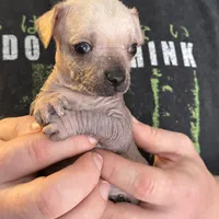 Ramstein, a male Xoloitzcuintli and Chihuahua for sale in Benton, PA – Photo 9 of 10