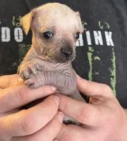 Ramstein, a male Xoloitzcuintli and Chihuahua for sale in Benton, PA – Photo 9 of 10