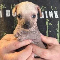 Ramstein, a male Xoloitzcuintli and Chihuahua for sale in Benton, PA – Photo 1 of 10