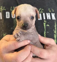 Ramstein, a male Xoloitzcuintli and Chihuahua for sale in Benton, PA – Photo 1 of 10