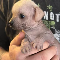 Ramstein, a male Xoloitzcuintli and Chihuahua for sale in Benton, PA – Photo 5 of 10