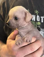 Ramstein, a male Xoloitzcuintli and Chihuahua for sale in Benton, PA – Photo 5 of 10