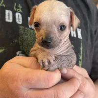 Ramstein, a male Xoloitzcuintli and Chihuahua for sale in Benton, PA – Photo 10 of 10