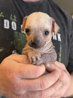 Ramstein, a male Xoloitzcuintli and Chihuahua for sale in Benton, PA – Photo 10 of 10