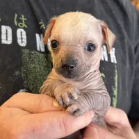 Ramstein, a male Xoloitzcuintli and Chihuahua for sale in Benton, PA – Photo 6 of 10