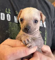Ramstein, a male Xoloitzcuintli and Chihuahua for sale in Benton, PA – Photo 6 of 10