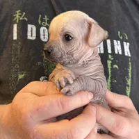 Ramstein, a male Xoloitzcuintli and Chihuahua for sale in Benton, PA – Photo 8 of 10
