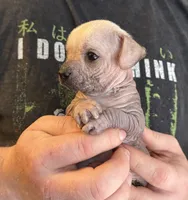Ramstein, a male Xoloitzcuintli and Chihuahua for sale in Benton, PA – Photo 8 of 10
