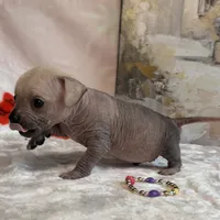 Ramstein, a male Xoloitzcuintli and Chihuahua for sale in Benton, PA – Photo 3 of 10