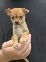 Bella , a female Chihuahua for sale in Camden, AR – 6 of 7