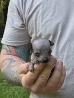 Tozi, a female Xoloitzcuintli and Chihuahua for sale in Camden, AR – 5 of 8