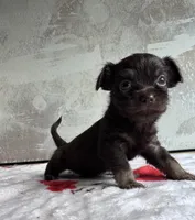 Artist, a male Chihuahua and Brussels Griffon for sale in Benton, PA – Photo 3 of 4