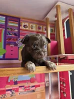 Grumpy, a male Chihuahua and Brussels Griffon for sale in Benton, PA – Photo 2 of 8