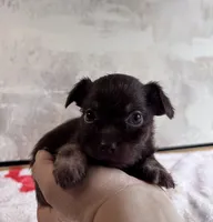 Artist, a male Chihuahua and Brussels Griffon for sale in Benton, PA – Photo 1 of 4