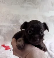 Artist, a male Chihuahua and Brussels Griffon for sale in Benton, PA – Photo 2 of 4