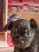 Grumpy, a male Chihuahua and Brussels Griffon for sale in Benton, PA – Photo 1 of 8
