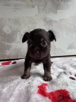 Artist, a male Chihuahua and Brussels Griffon for sale in Benton, PA – Photo 4 of 4