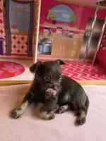 Grumpy, a male Chihuahua and Brussels Griffon for sale in Benton, PA – Photo 4 of 8