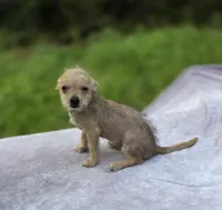 Chewbacca, a male Chihuahua and Chinese Crested for sale in Camden, AR – 7 of 10