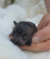 Onyx, a female Xoloitzcuintli and Chihuahua for sale in Camden, AR – 3 of 8